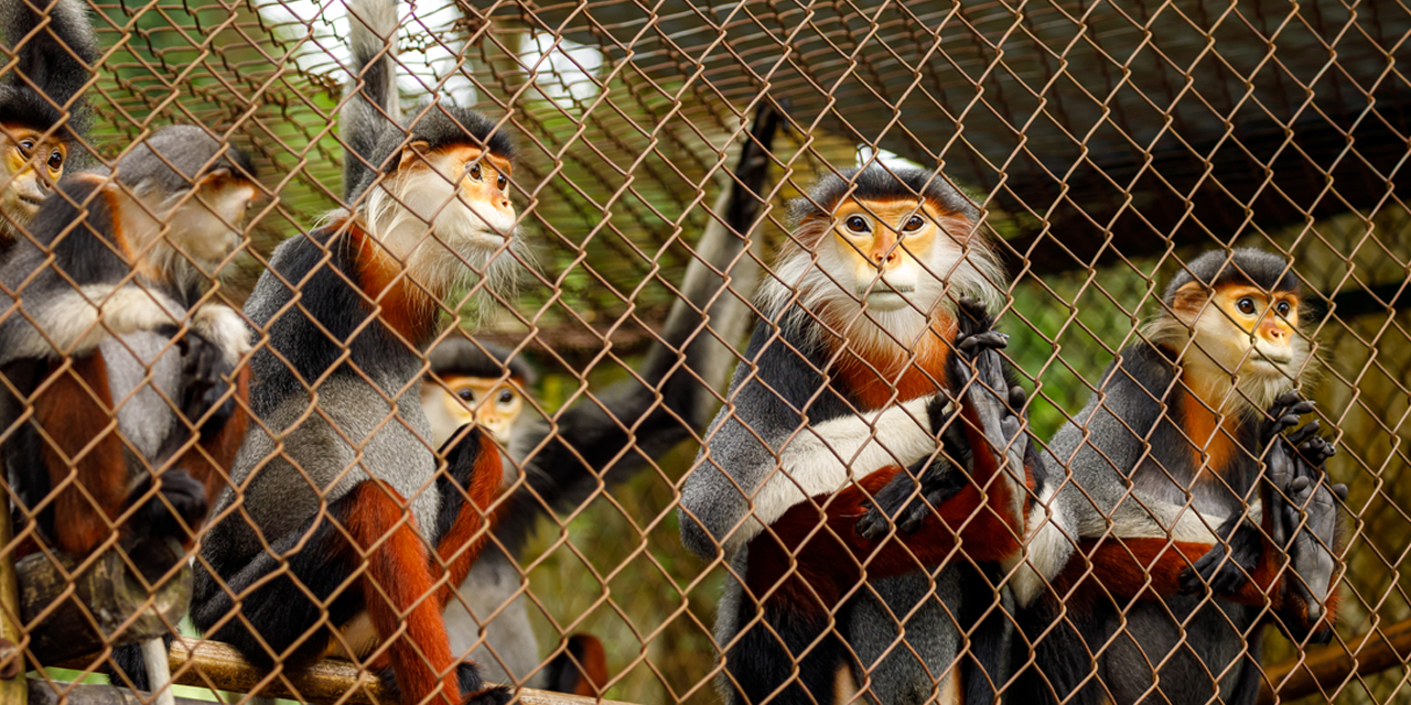 Une cage pleine de singes